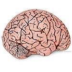 Cerebro de Emergencia Hinchable