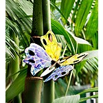 Carta con Regalo "Butterfly"