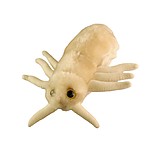Peluche Piojo