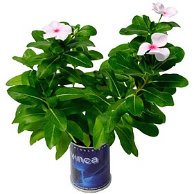 Con las latas MicroGiardini puedes llenar tu casa o jardín de flores sin necesidad de ensuciarte de tierra ni de cargar con pesadas macetas. Decora el salón, la cocina o tu terraza con bonitas ...