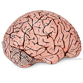 Cerebro de Emergencia Hinchable