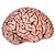 Cerebro de Emergencia Hinchable