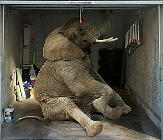 Hay un elefante en tu garaje... o eso parece