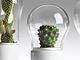 Ideal para cactus y bonsais