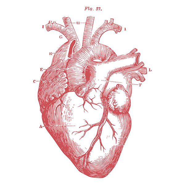 Grabado de corazón anatómico en rojo