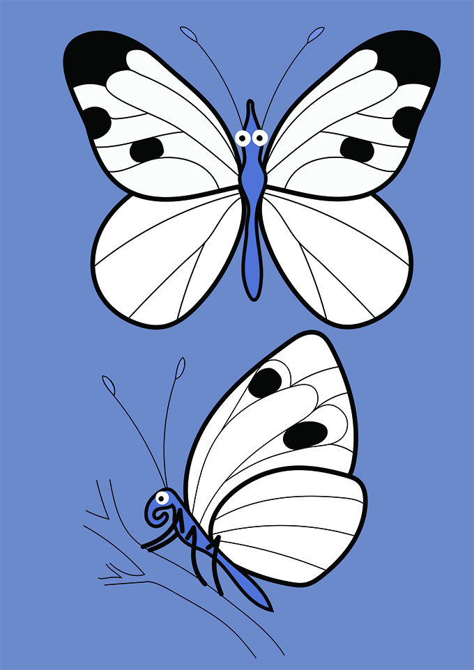Ilustración de la gran mariposa blanca de Madeira