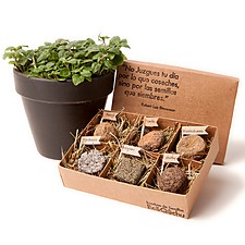 Caja con seis bombas de semillas de hierbas aromáticas