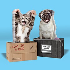 Pósits Gato o Perro en una Caja