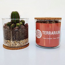 Kit para crear un terrario de suculentas y crasas