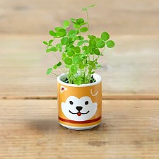 Lucky Plant, mini kit de cultivo de trébol en maceta de perrito