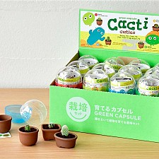 Kit de cultivo de mini cactus sorpresa
