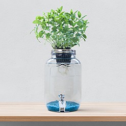 Kit de Hidroponía Creativa Blue Jar