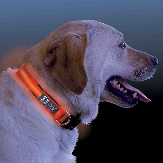Un collar luminoso para llevar a tu perro seguro