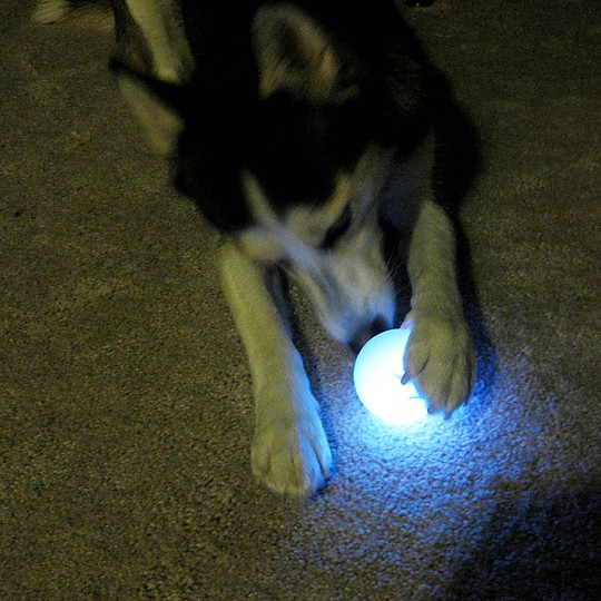 La pelota para perros con luz LED