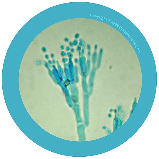 Detalle microscópico del hongo Penicillium chrysogenum