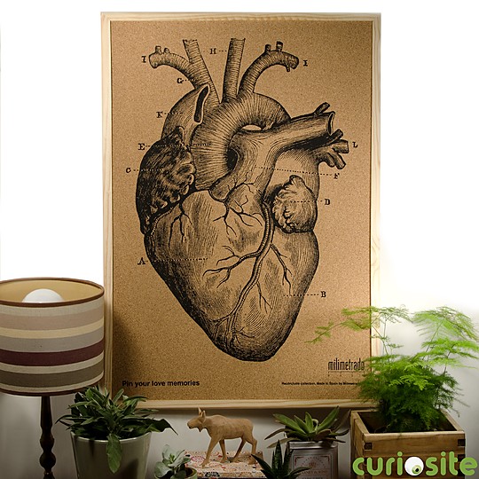 Ilustrado con un corazón anatómico de 1872