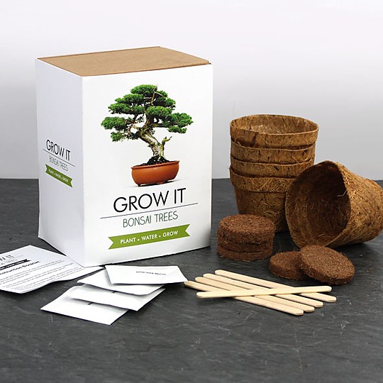 El kit para plantar bonsáis en casa