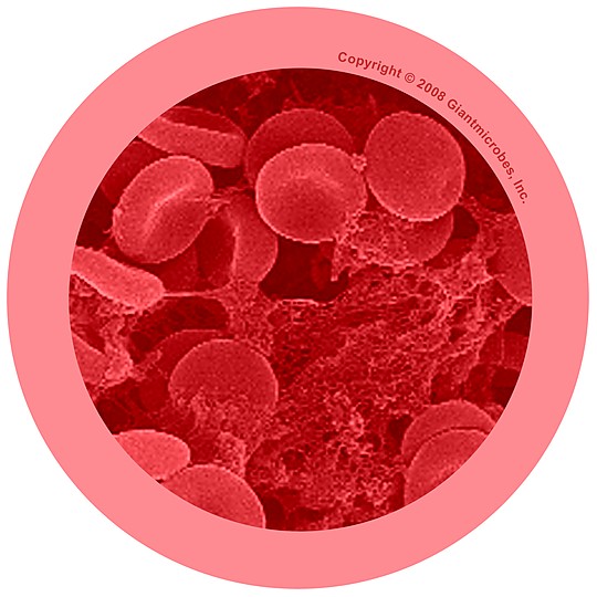 Detalle microscópico de un glóbulo rojo