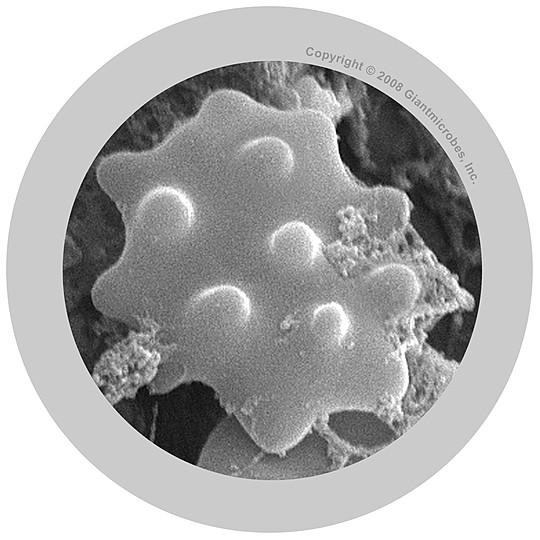 Detalle microscópico de un glóbulo blanco