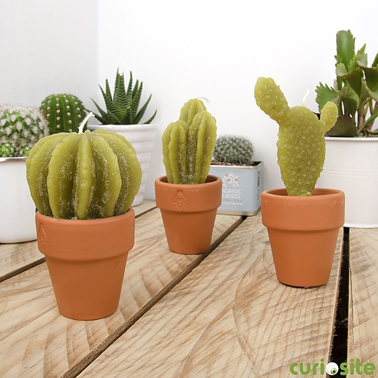 Un set de tres preciosas velas cactus