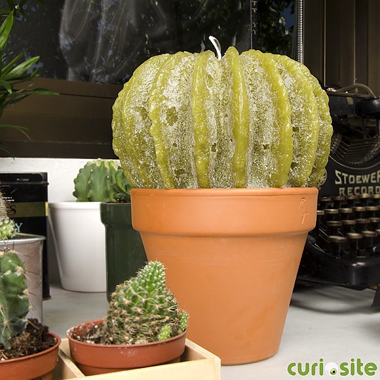 Una preciosa vela cactus de tamaño mediano