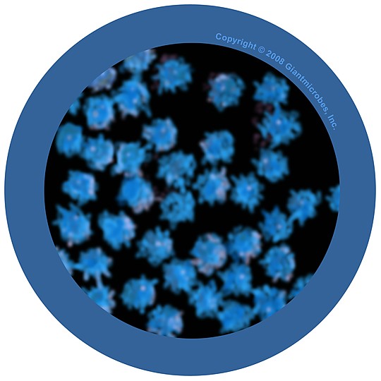 Detalle microscópico de virus del catarro real