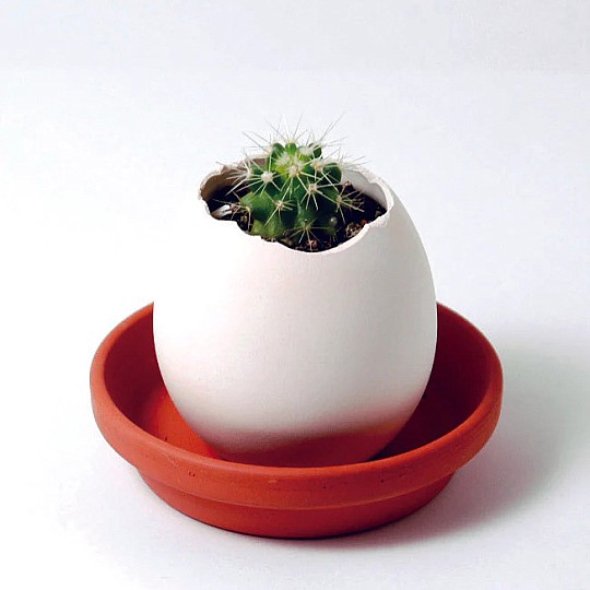 Haz crecer un cactus