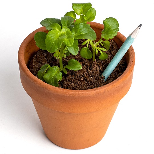 Convierte el lápiz en una planta