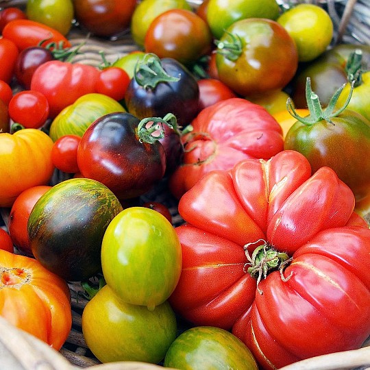 Incluye semillas de 5 variedades de tomates