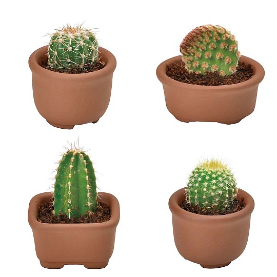 Cuatro variedades de cactus