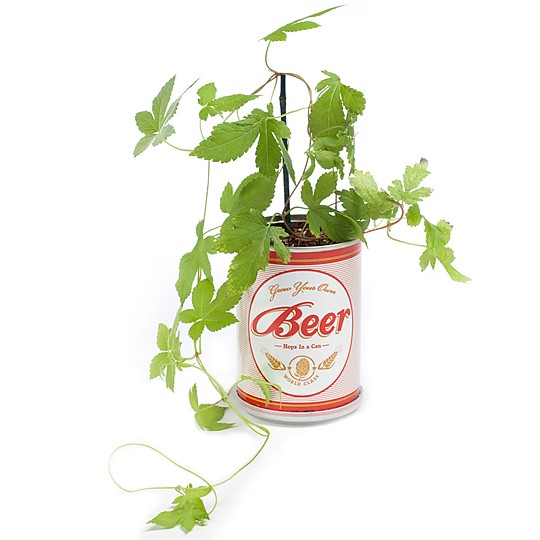 Una planta de lúpulo en una lata de cerveza