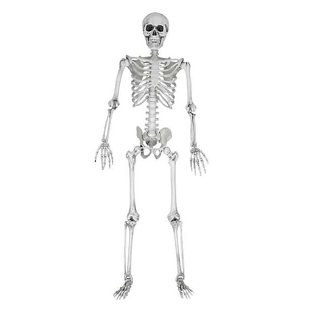 Pino comentarista Gimnasta Esqueleto humano en tamaño natural. Curiosite