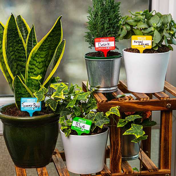 15 x 2,5 cm Marcadores reutilizables para plantas de pizarra – Para el etiquetado individual de plantas y hierbas Incl 10 Unids. Tiza para etiquetar Amazy Etiquetas Plantas de Pizarra 