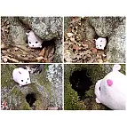 Le gusta pasear por el bosque
