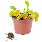 Pon una venus atrapamoscas en tu hogar