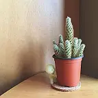 A algunos les gusta espiarte