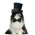 La pajarita para gatos atildados