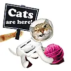 Un Youdoocat con ganas de comerse un ratón