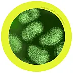 Detalle microscópico del virus de la gripe