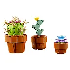 Plantas áridas