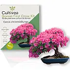 Kit de cultivo de bonsái