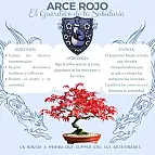 Arce japonés