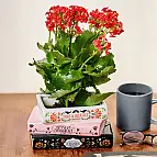 Maceta en forma de libros apilados Botanical Trilogy