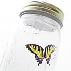 El parecido con una mariposa real es muy grande
