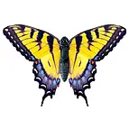 Ésta es la mariposa que está dentro del bote