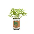 ¡Una planta de albahaca que nace de una lata!