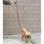 Será la envidia de todos los perros del parque
