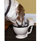 Tu perro podrá beber de ella tranquilo