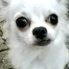 La foto de este perrito está hecha con la Cámara Galleta