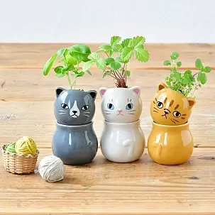 Corocoro mini maceta con autorriego en forma de gatito